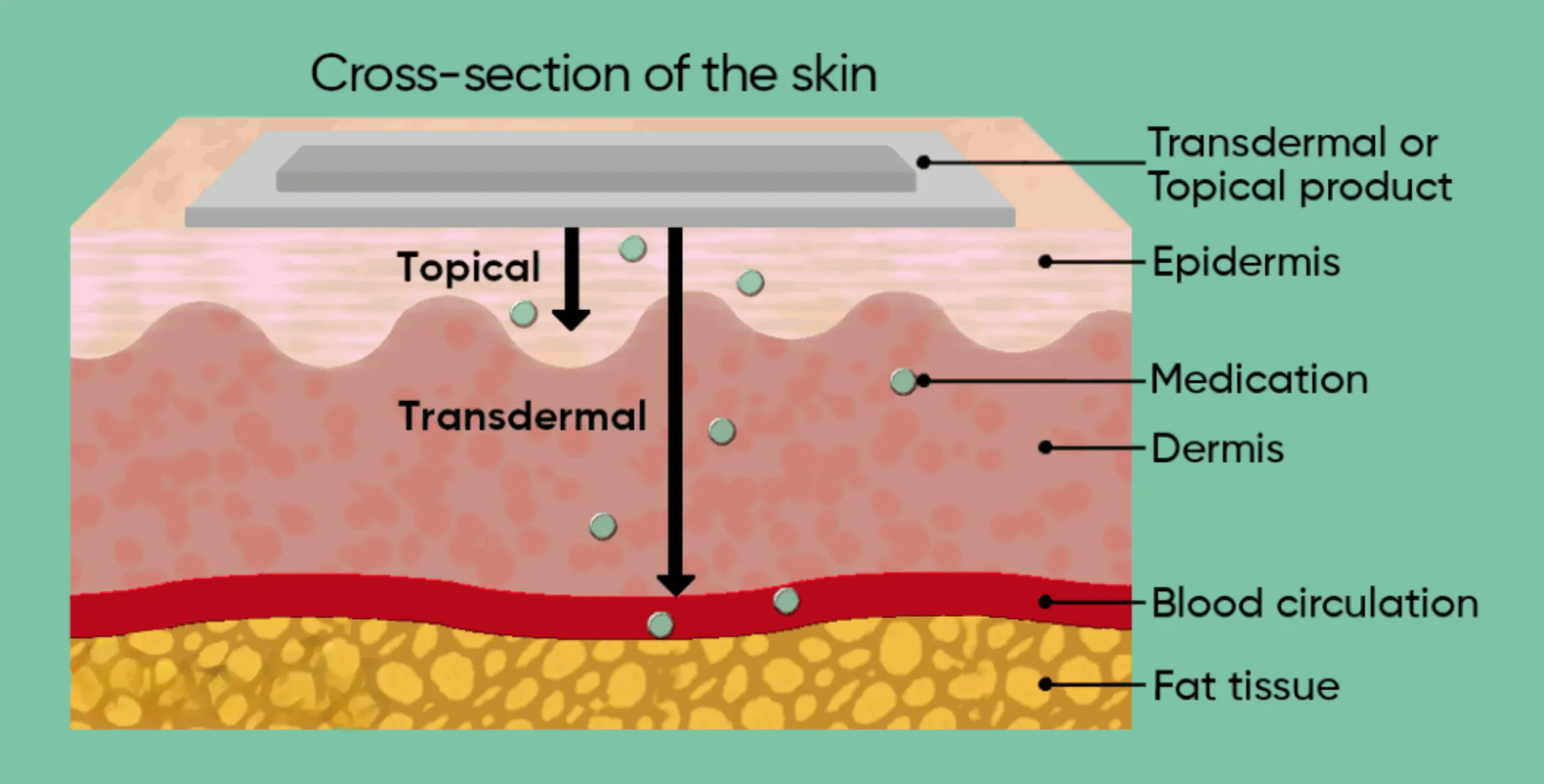 Cross-section of the skin showing how transdermal magnesium absorbs